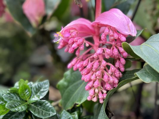 Muttart Conservatory by null