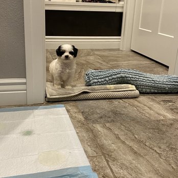 Tinytykes Puppies - Pet Stores Near Me - Milwaukee, Wisconsin