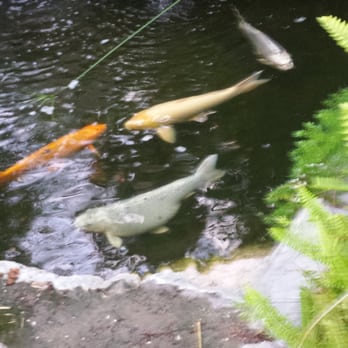 Humphreys Half Moon Inn - Coy fish ponds! How cool! - San Diego, CA