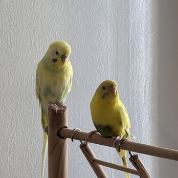 Fine Feathered Friends Foundation - Mochi (left) and Bingo (right)! - Animal Shelters Near Me Fine Feathered Friends Foundation - Mochi (left) and Bingo (right)! - Animal Shelters Near Me