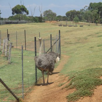 Werribee Open Range Zoo - Ostrich - Zoos Near Me - Werribee South, VIC Werribee Open Range Zoo - Ostrich - Zoos Near Me - Werribee South, VIC