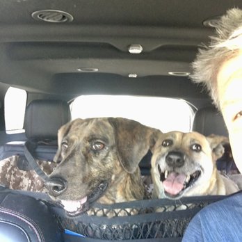 Adopt A Doggie - Heading to the beach - Pet Adoption Near Me Adopt A Doggie - Heading to the beach - Pet Adoption Near Me
