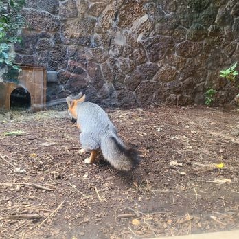 High Desert Museum - lol caught the fox peeing at the Desertarium - Museums Near Me - Bend, Oregon