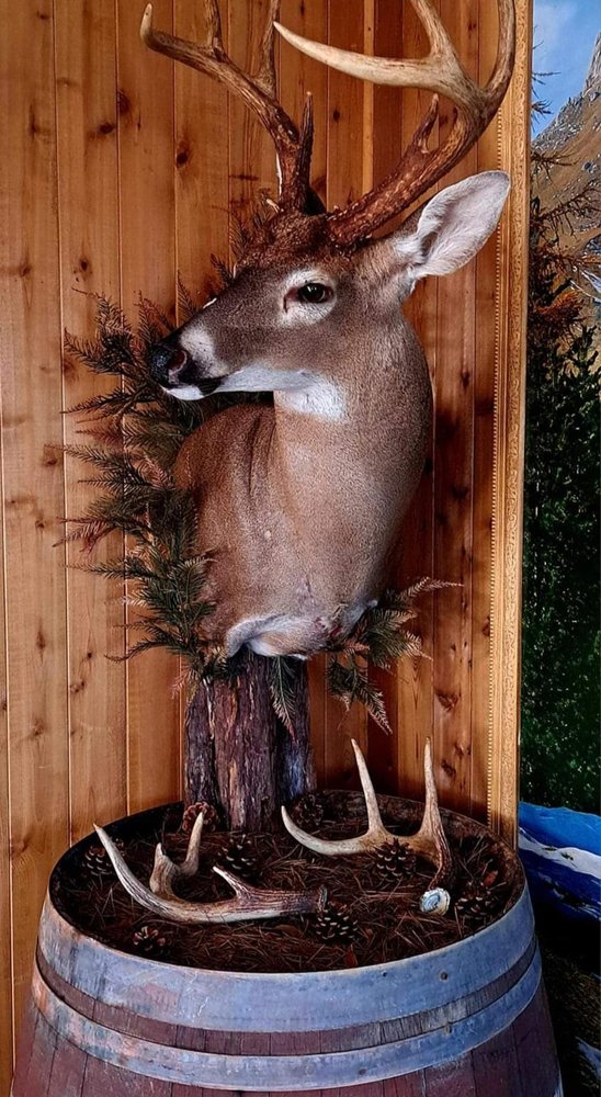 BJ's Taxidermy - taxidermy in Laurens, SC