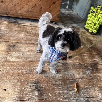 Prime Dog Grooming - Pet Groomers Near Me - Rowley, Massachusetts Prime Dog Grooming - Pet Groomers Near Me - Rowley, Massachusetts