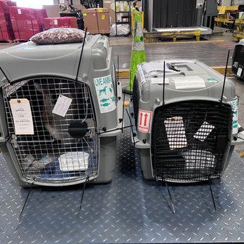 Transcontinental Pet Movers - Garrus and Luna checking into KLM. Thanks for the spare mesh kit Socal Pet Transport. - Pet Transportation Near Me Transcontinental Pet Movers - Garrus and Luna checking into KLM. Thanks for the spare mesh kit Socal Pet Transport. - Pet Transportation Near Me