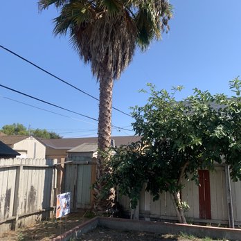 Al’s Tree Care - Before - Tree Services Near Me Al’s Tree Care - Before - Tree Services Near Me
