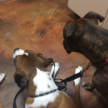 Cy-Fair Pet Clinic - Veterinarians Near Me - Houston, Texas Cy-Fair Pet Clinic - Veterinarians Near Me - Houston, Texas
