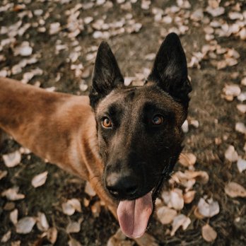 Huffman K9 Obedience - Pet Training Near Me