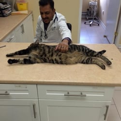 norseman animal hospital