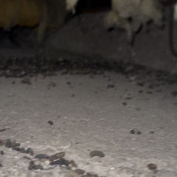 Sequoia Real Estate - Filthy conditions throughout the property - Real Estate Agents Near Me - San Francisco, California Sequoia Real Estate - Filthy conditions throughout the property - Real Estate Agents Near Me - San Francisco, California