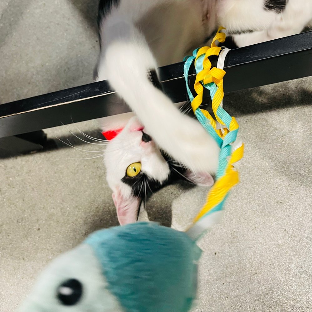 Orlando Cat Cafe - Many young kittens with nonstop energy! - Animal Shelters Near Me - Clermont, Florida