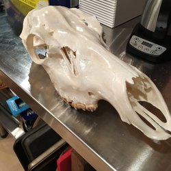 High Country Taxidermy - My cow elk euro mount