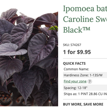 White Flower Farm - Website photo. Note:they didn't lie. It says 1 pint. - Nurseries & Gardening Near Me - Morris, Connecticut White Flower Farm - Website photo. Note:they didn't lie. It says 1 pint. - Nurseries & Gardening Near Me - Morris, Connecticut
