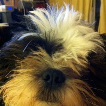Sit + Stay Over - Oreo Cookie just after a good brushing. - Dog Walkers Near Me - Adelphi, Maryland