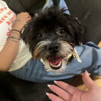Paws & Co - Pet Groomers Near Me - Covina, California