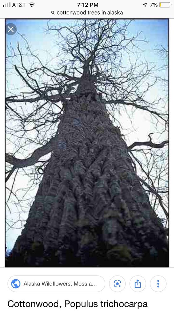 AFFORDABLE TREE REMOVAL Updated September 2024 27 Photos & 11