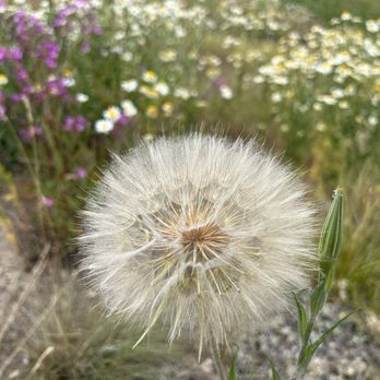 Green Mountain Trailhead - Salsify - Hiking Near Me - Grand Lake, Colorado