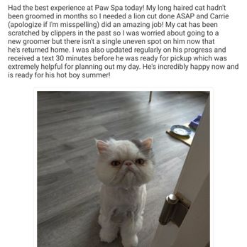 Meeow Chicago - Lincoln Park - Second opinion on his temperament. Go to Paw Spa in Virginia instead of Meeow!! - Pet Groomers Near Me - Chicago, Illinois Meeow Chicago - Lincoln Park - Second opinion on his temperament. Go to Paw Spa in Virginia instead of Meeow!! - Pet Groomers Near Me - Chicago, Illinois