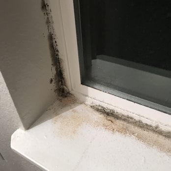 Rivercrest Meadows Apartments - This is what the mold looks like in my bedroom. I clean it weekly. Grows back every time. - Apartments Near Me - Tualatin, Oregon Rivercrest Meadows Apartments - This is what the mold looks like in my bedroom. I clean it weekly. Grows back every time. - Apartments Near Me - Tualatin, Oregon