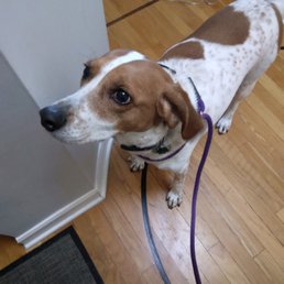 Tapanga excited for her walk with Wrigleyville Petcare Services Tapanga excited for her walk with Wrigleyville Petcare Services