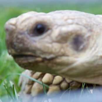 Phillips Park Zoo - Giant Tortoise - Zoos Near Me - Aurora, Illinois