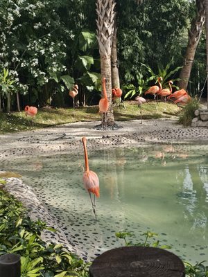 Discovery Cove by null