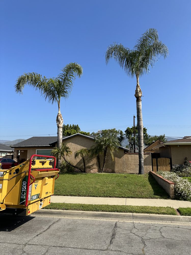 DISTINCTIVE TREE SERVICE Updated September 2024 31 Photos