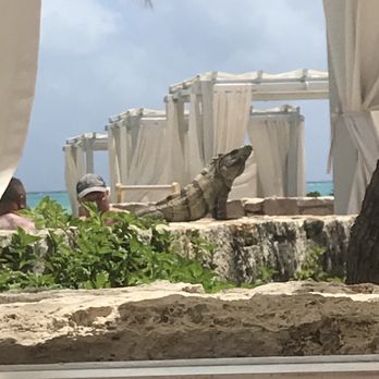 JOIA Paraíso by Iberostar - One of our many new friends from our fabulous trip to the Iberostar Gran Paraiso! - Hotels Near Me - Punta Maroma, ROO