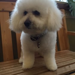 Grooming At Orchard Grove - Fresh hairdo by Kerry