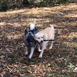 Swanson's Dog Park and Daycare