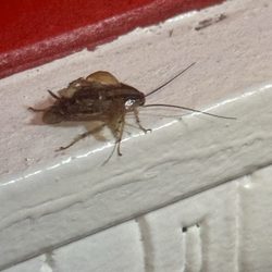 Two Tony's - Roaches.