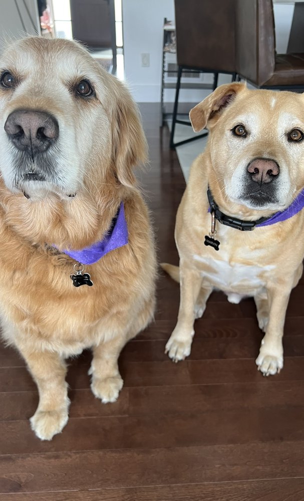 MOBISPAW Updated October 2024 Montréal, Quebec Pet Groomers Phone Number Yelp