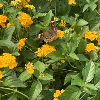 Pike Nurseries - a butterfly resting on a flower - Nurseries & Gardening Near Me - Marietta, Georgia Pike Nurseries - a butterfly resting on a flower - Nurseries & Gardening Near Me - Marietta, Georgia