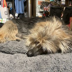 Uncle Funky's Boards - Shop dog