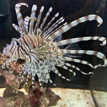 St Lucie County Aquarium - Cool fish sighting - Museums Near Me - Fort Pierce, Florida St Lucie County Aquarium - Cool fish sighting - Museums Near Me - Fort Pierce, Florida