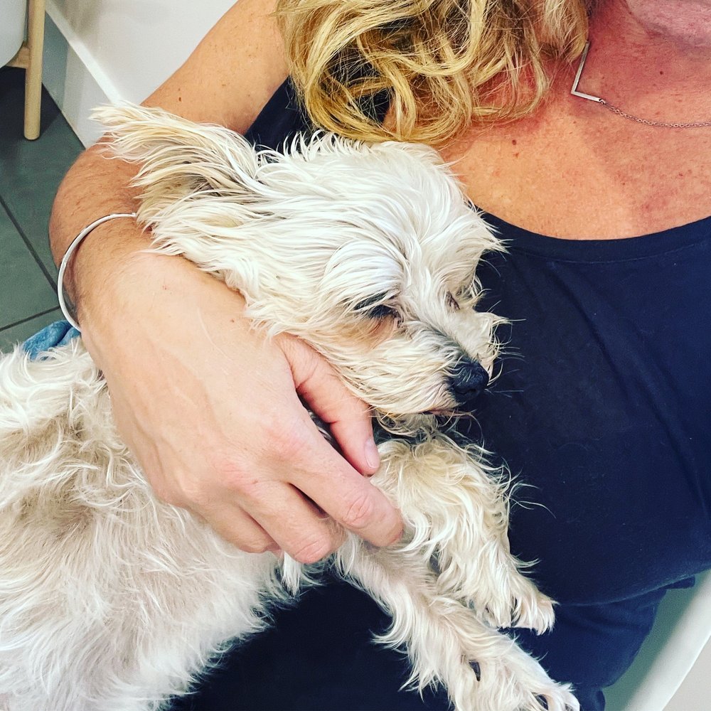 Avondale Animal Hospital Image