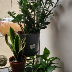 Plant life reminiscent of the jungle.