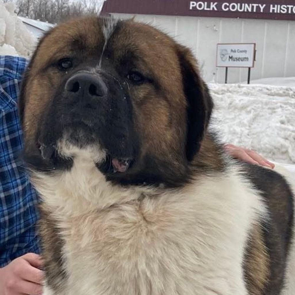 SCRUFFY TAILS HUMANE SOCIETY 720 E Robert St, Crookston, MN Yelp