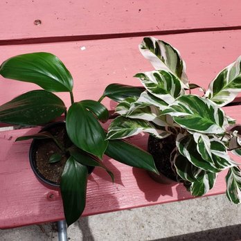 Lida's Jungle - Left: R decursiva and Right: white fusion - Nurseries & Gardening Near Me - St. Petersburg, Florida Lida's Jungle - Left: R decursiva and Right: white fusion - Nurseries & Gardening Near Me - St. Petersburg, Florida