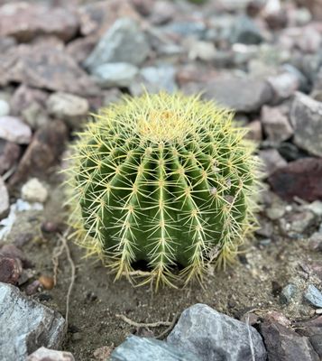 El Paseo Shopping District by null