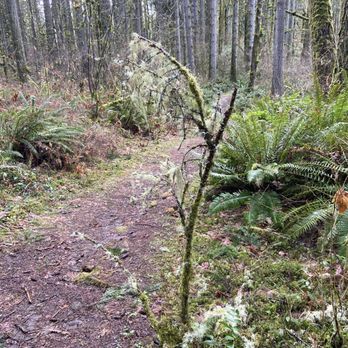Seaquest State Park - Abundant trails... pack out what you pack in please - Hiking Near Me - Castle Rock, Washington
