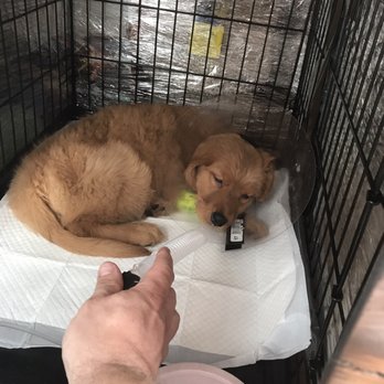 puppies plus near me