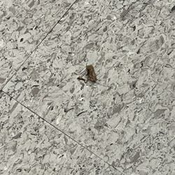 Founded roaches. 2 One dead and one alive
