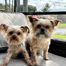 Debra's Dog Den