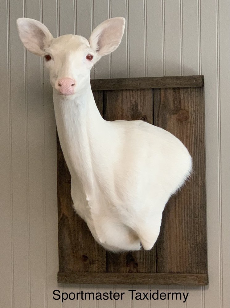 Sportmaster Taxidermy by Greg Gallman - taxidermy in Chatsworth, GA