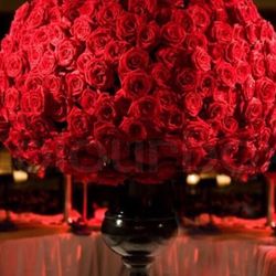 Wild Orchid - Million red roses