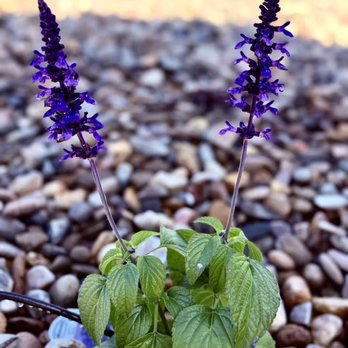 National Paver Systems - Landscaping Near Me - Oakland, California National Paver Systems - Landscaping Near Me - Oakland, California