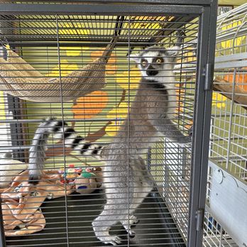 Branson's Promised Land Zoo - Lemur - Zoos Near Me - Branson, Missouri Branson's Promised Land Zoo - Lemur - Zoos Near Me - Branson, Missouri