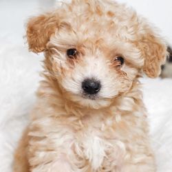 Sandi's Dog Grooming - The photo I brought which she was not cut like at all